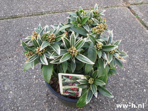 Skimmia japonica 'Godrie's Little Ruby' Skimmia japonica 'Godrie's Little Ruby'
